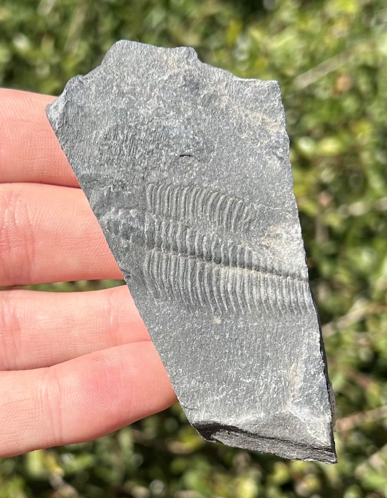 Washington Fossil Trilobite Metaline Formation Cambrian Bug in Matrix