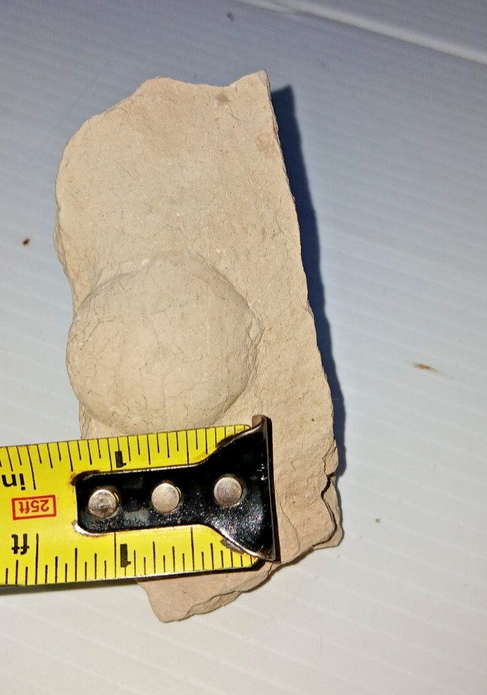 Turtle Egg Fossil?