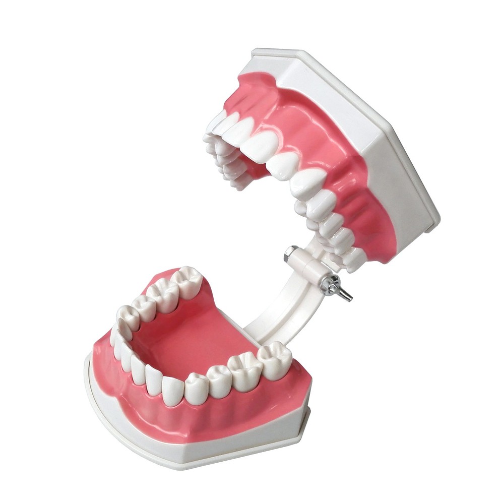 Interactive Tooth Brushing Model for Educational Training with Toothbrush