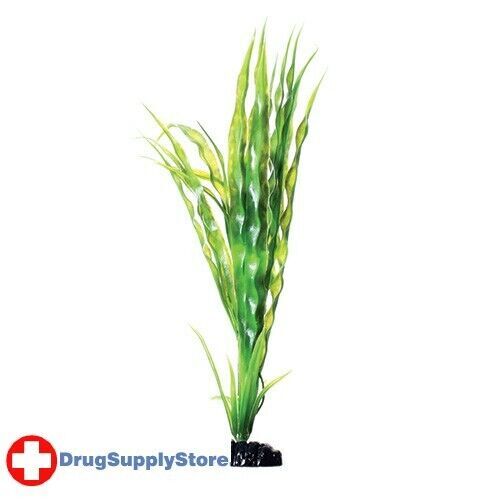 RA Cryptocoryne Balansae - 12" (3 Pack)