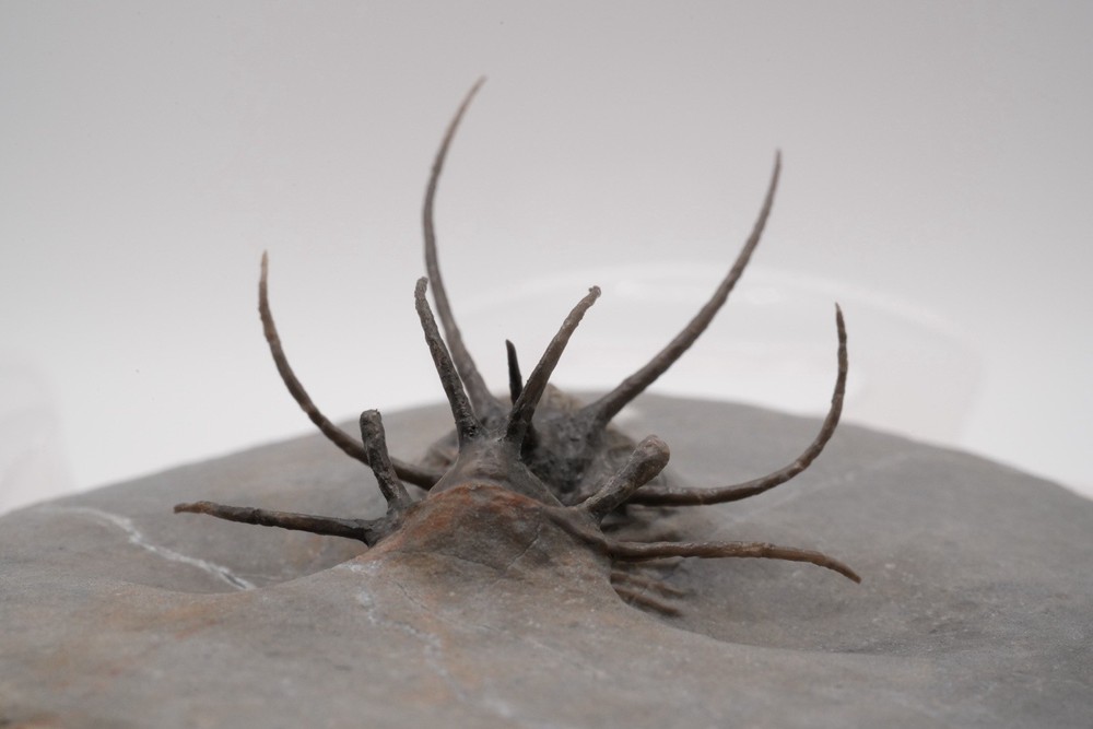 trilobites