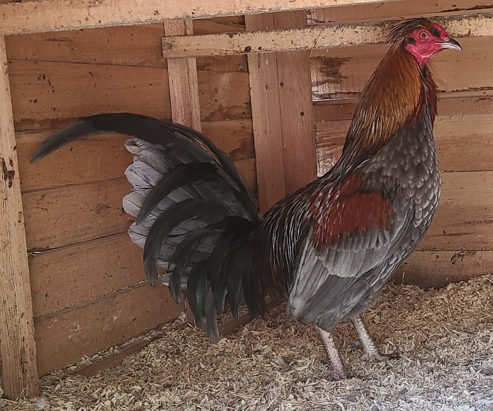 BLUE TOPPYS HATCHING EGGS 6+