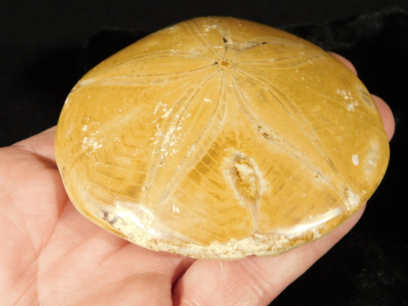 Big! Polished 150 Million Year Old! SAND DOLLAR Fossil Madagascar 198gr