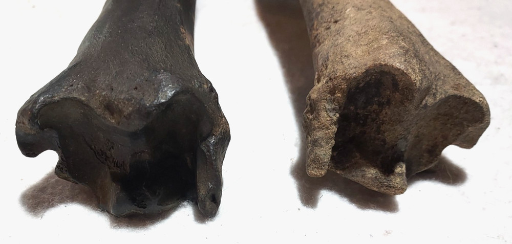 Bison Left & Right Tibia Bone Fossil from Ice Age