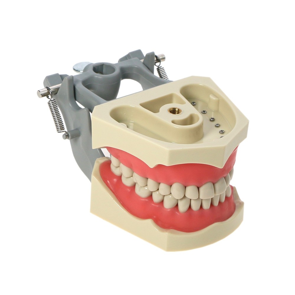 US Columbia Dentoform 860 Type Dental Typodont Model 32Pcs Teeth Mounting Pole