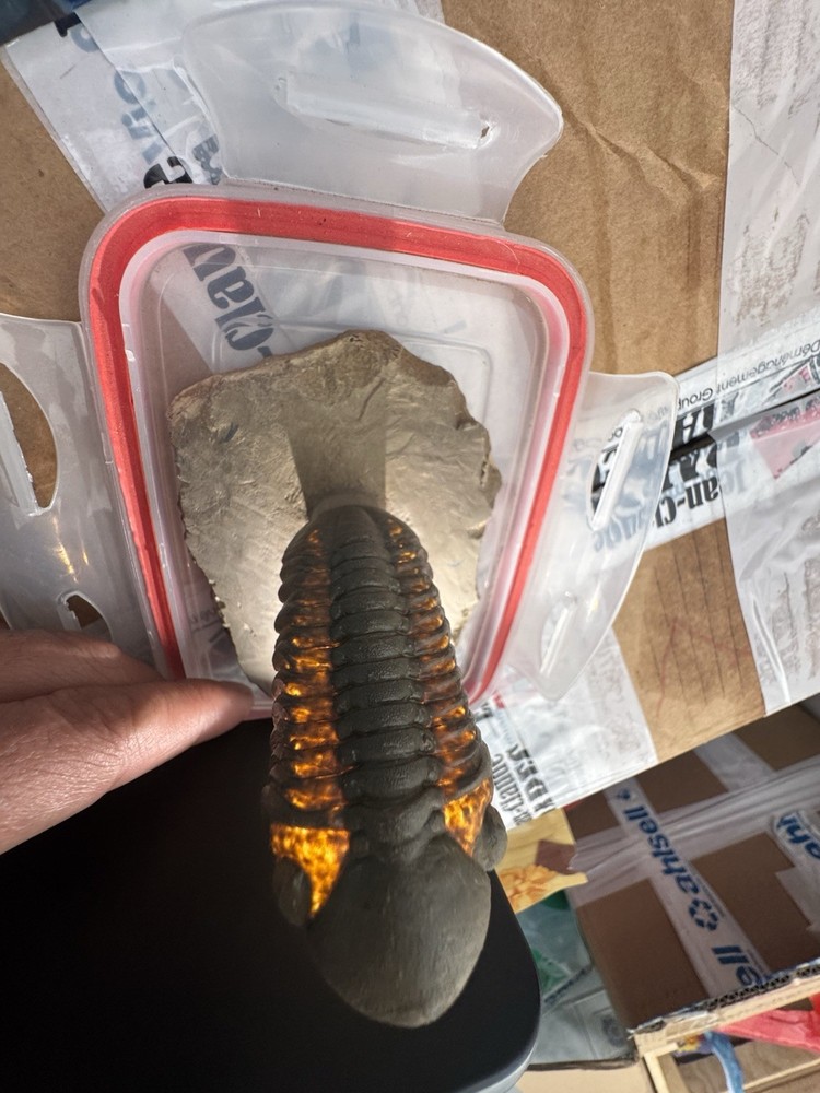 trilobite fossil specimen on matrix