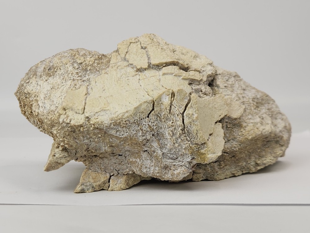 Titanothere Scapula Bone (Partial) - White River Group - Chadron Fm. - NE