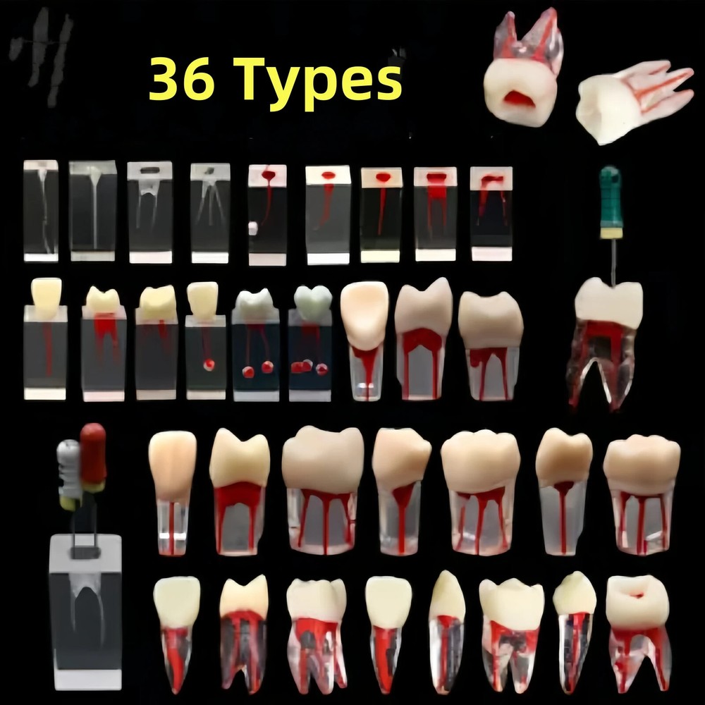 36 Sizes Dental Endodontic Root Canal RCT Practice Endo Teeth Tooth Model study