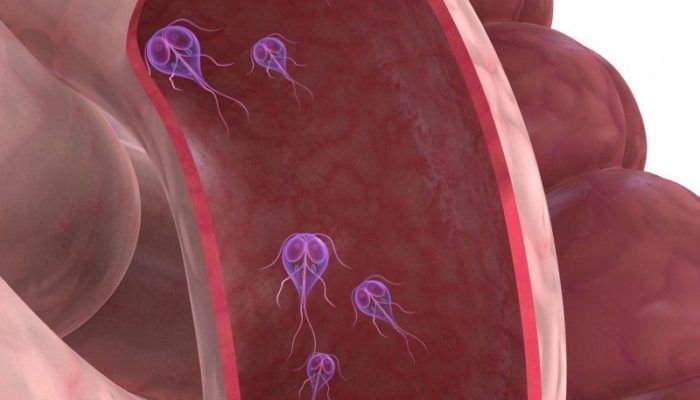 Digestive Aid - PROBIOTIC COMPLEX - Friendly Bacteria 1 Bottle 60 Capsules