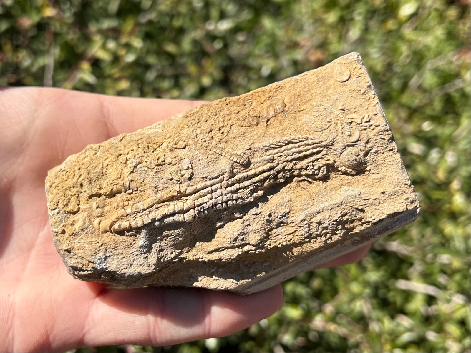 Alabama Fossil Crinoid in Matrix Aphelecrinus bayensis Bangor Limestone Fm