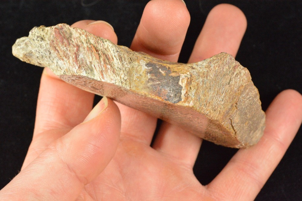 Agatized Dinosaur Bone, Complete Round, Utah, Polished 4.5x2x1"
