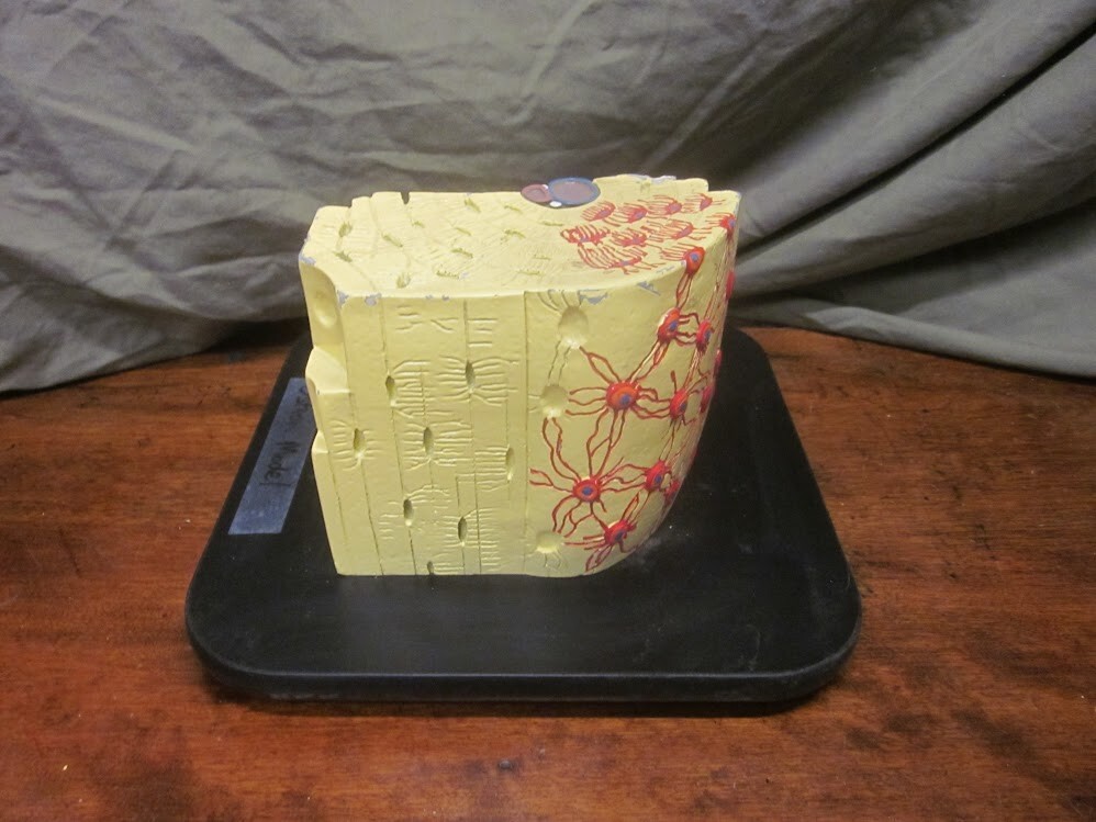 Vintage 1941 Mueller Human Bone Structure Osteon Model
