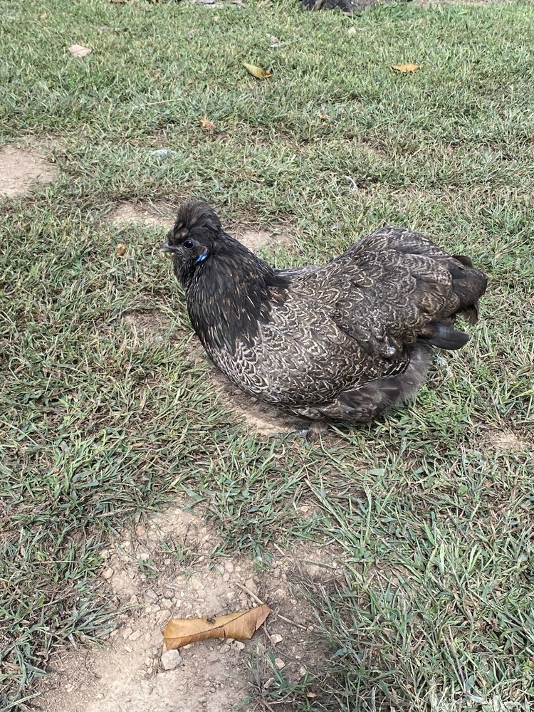 12 Bearded Silkie Hatching Eggs
