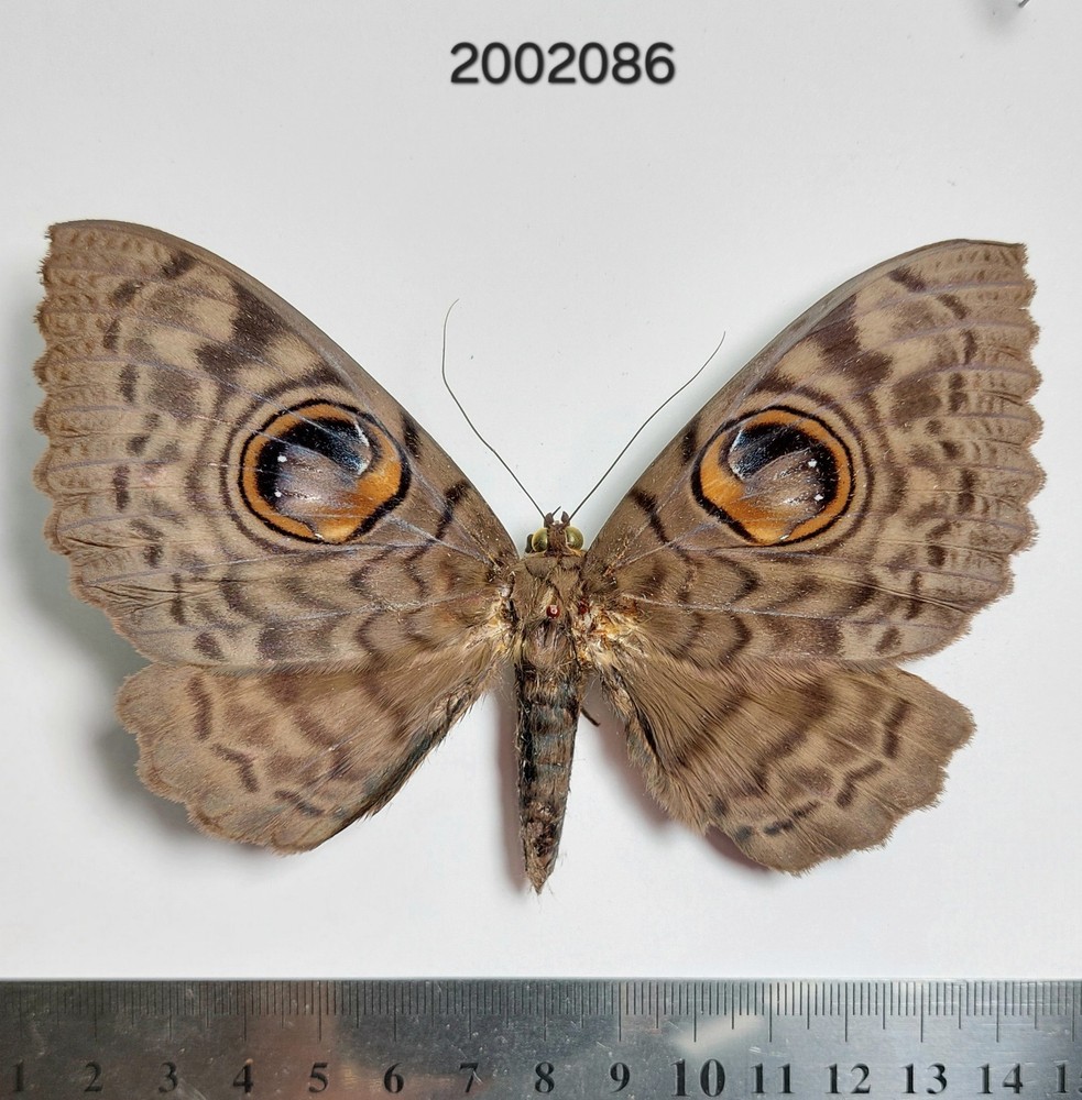 Erebidae Erebus sp. #2086 NORTH THAILAND
