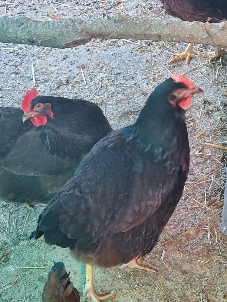 18 Exhibition Rhode Island Red Hatching Eggs