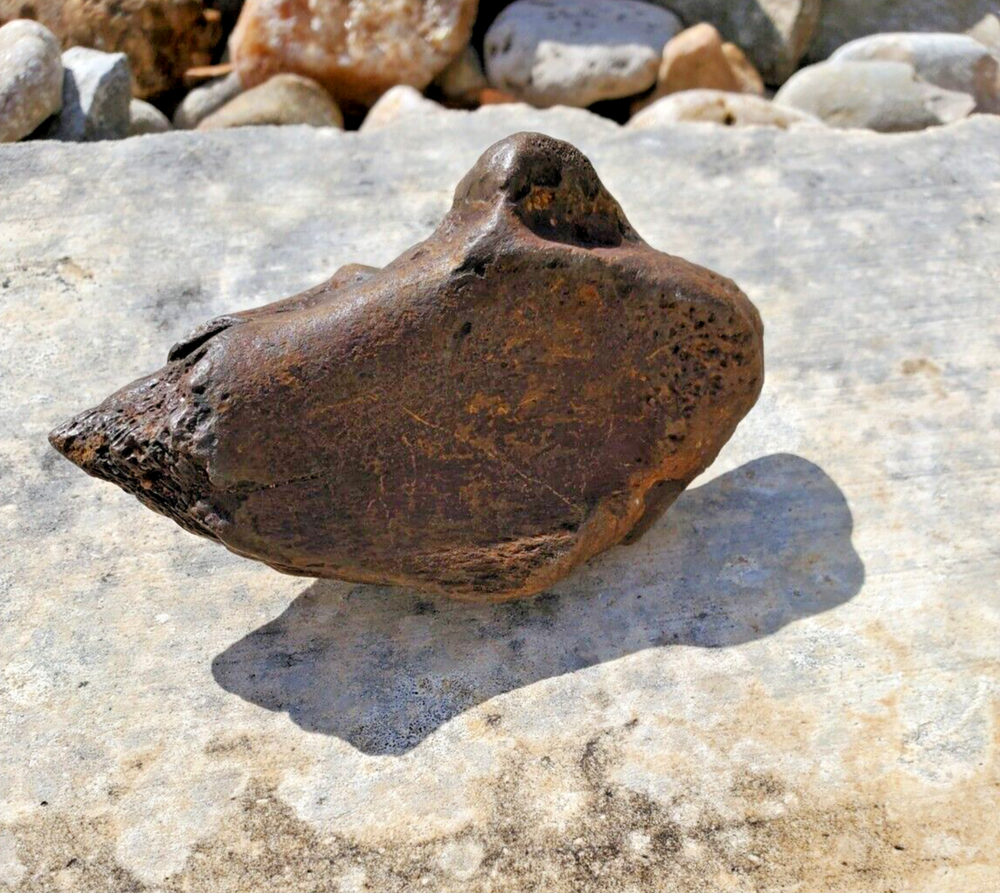 Ice Age Llama Calcaneum Fossil Ankle Bone
