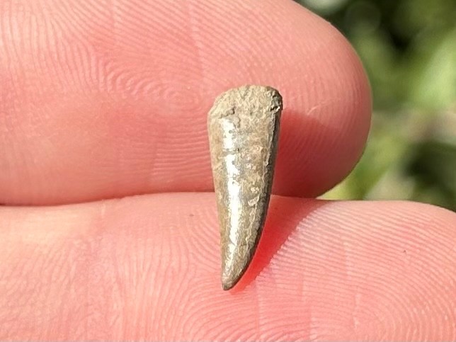 RARE Fossil Xiphactinus Fish Tooth Texas Cretaceous Pawpaw Formation