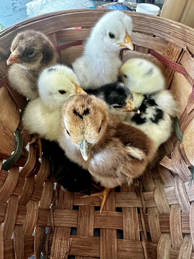 6 ++ Bantam hatching eggs 🐣