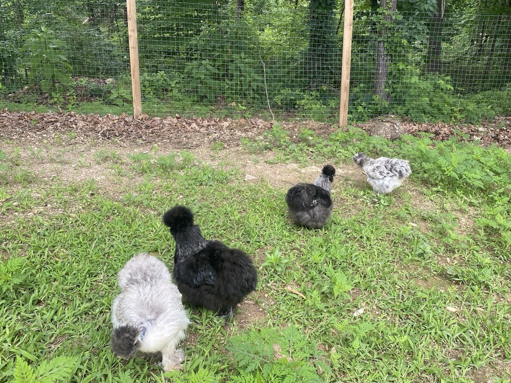12 Bearded Silkie Hatching Eggs