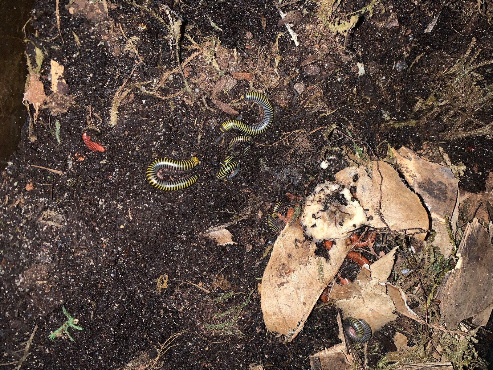 10 Live - Bumble Bee Millipedes bioactive clean up crew (feeders)