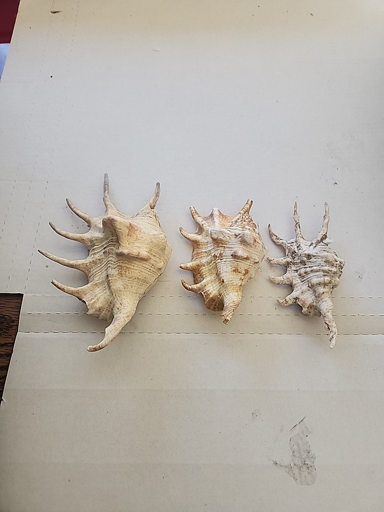 3 SPIDER CONCH shells.