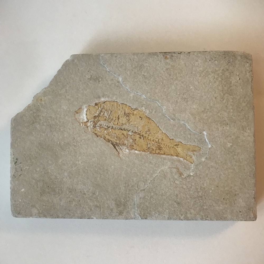 Fish Fossil 6.75" x 4.5"