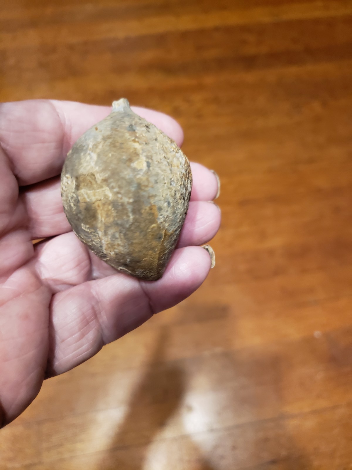 Huge Museum FOSSIL Cystoid Echinosphaerites aurantium 2.25"! Crinoid Trilobite !