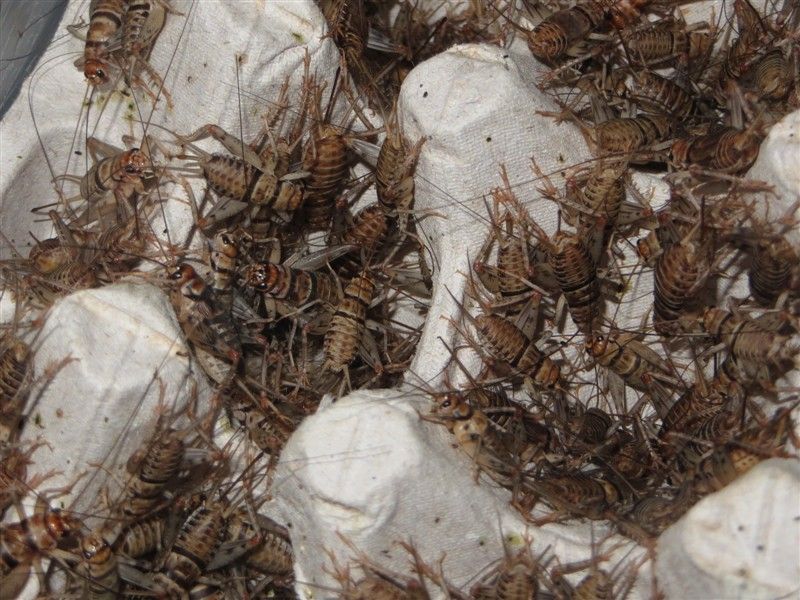 Live Banded Crickets - All Sizes 100 - 5,000 - Reptile Food