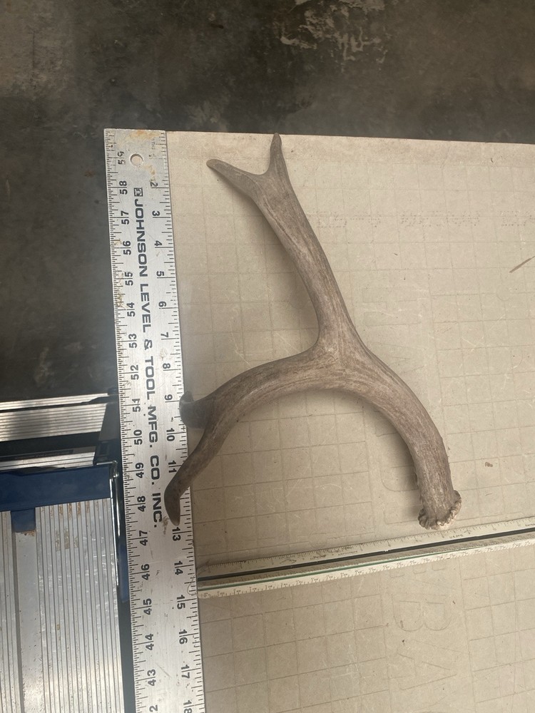 Funky Mule Deer Shed ~ Antler
