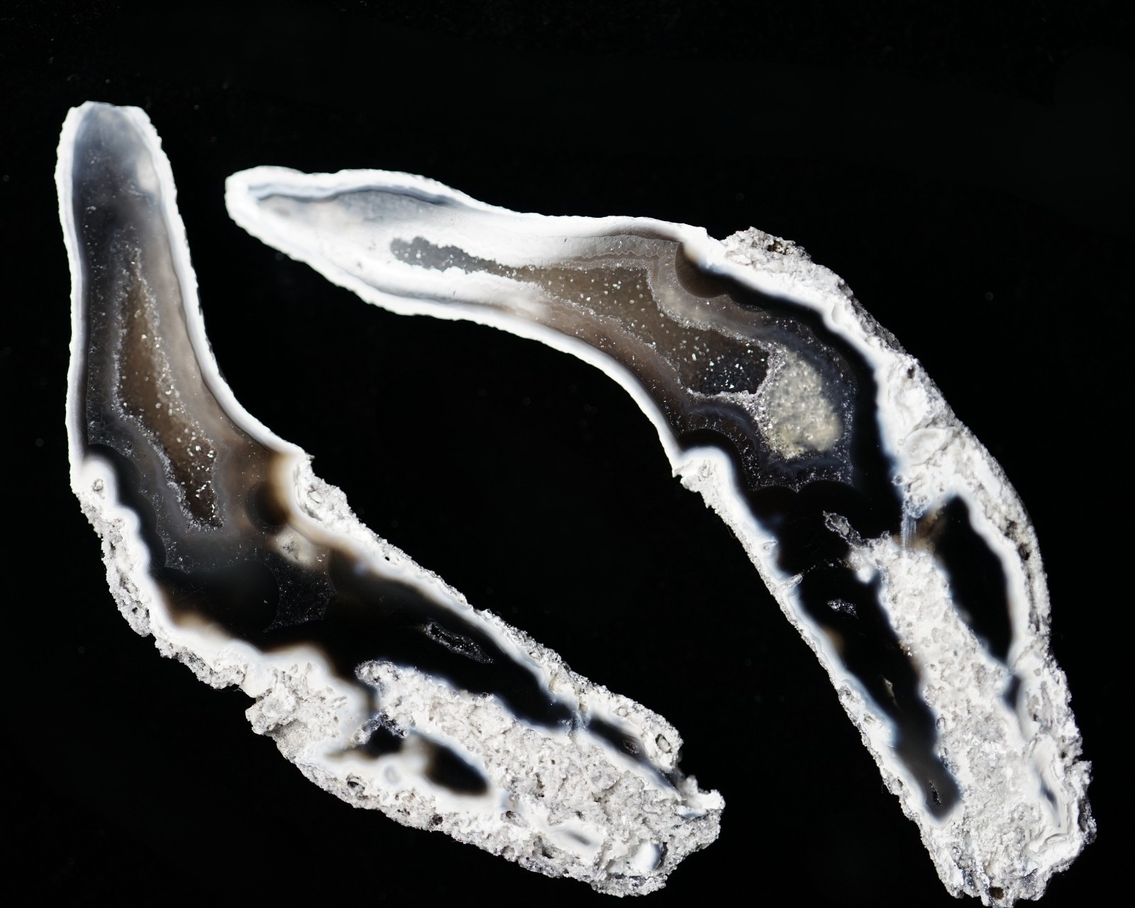 Agatized Coral Geode Pair RARE Druzy Finger Cut & Polished UV-Reactive Fossil