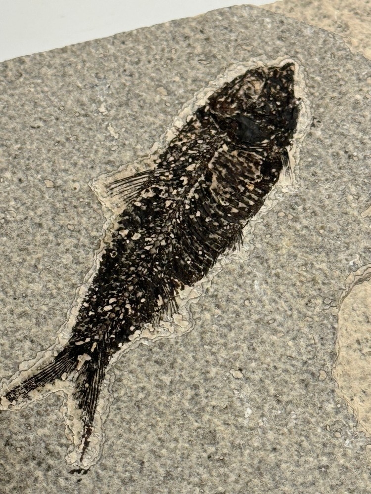 FOSSIL FISH SINGLE PLATE #4