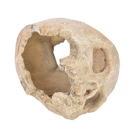 Aquarium Landscaping spider lizard snake python skull breeding house shelter