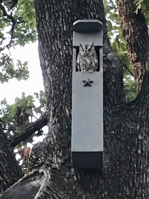Veteran made Owl Nesting Box - Screech Owl House