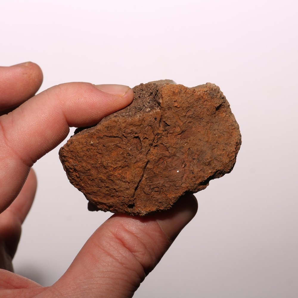 Dinosaur Vertebra Partial - Authentic Fossil - Hell Creek Formation Cretaceous
