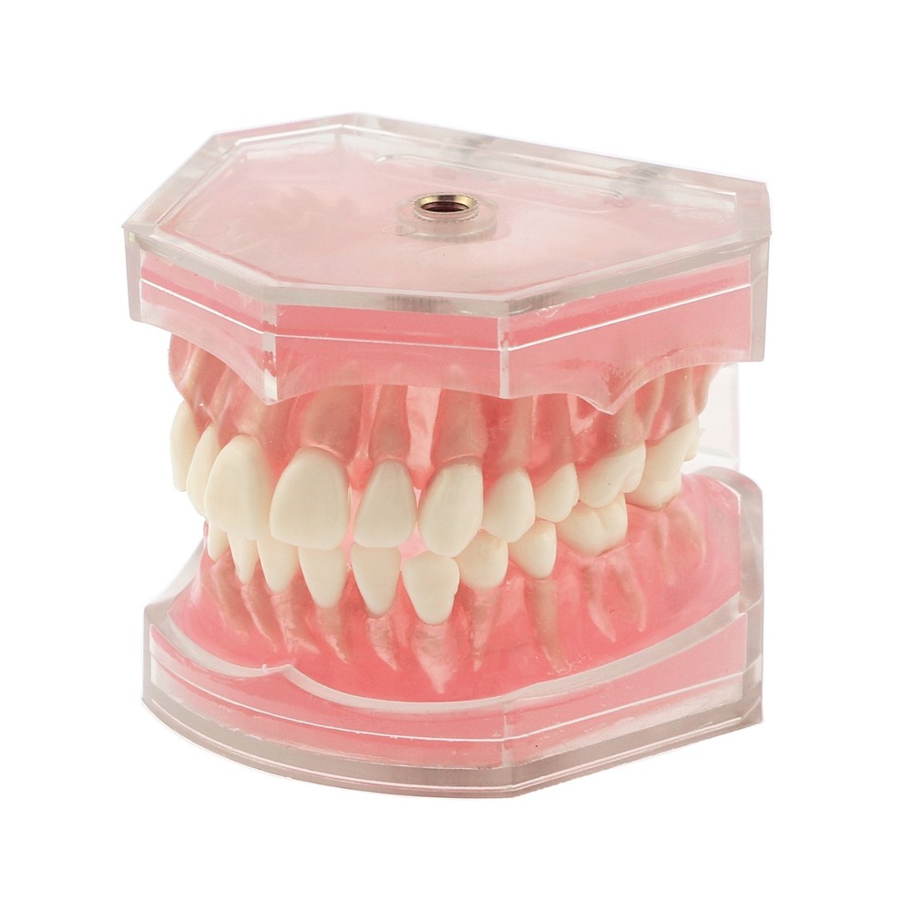 M7008 Standard Dental Study Teeth Model with Soft Gingiva 28 Removable Teeth