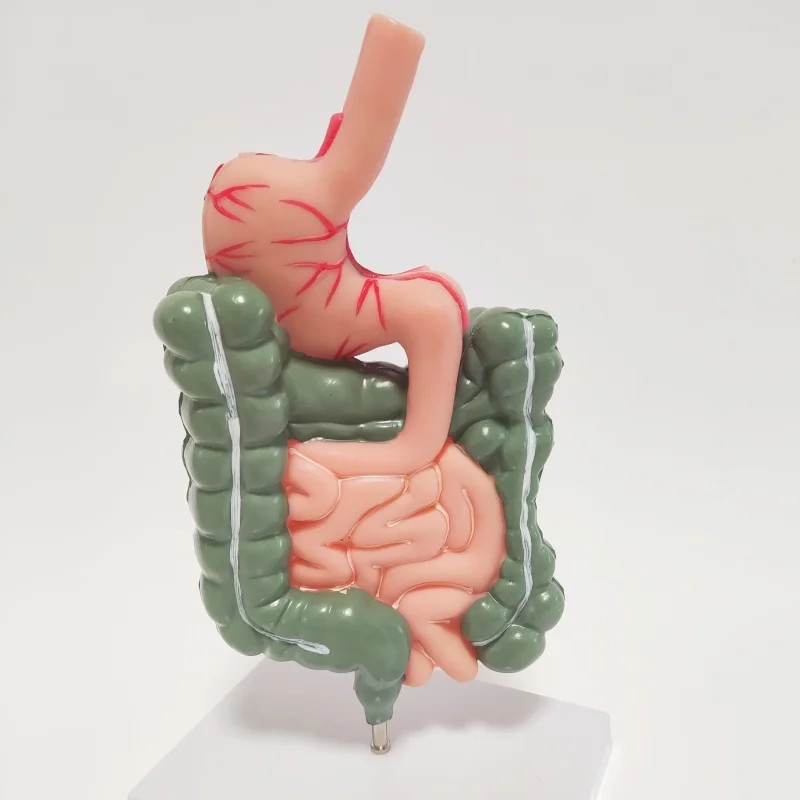Removerable Human Stomach Anatomy Model Pathological Digestive System Model