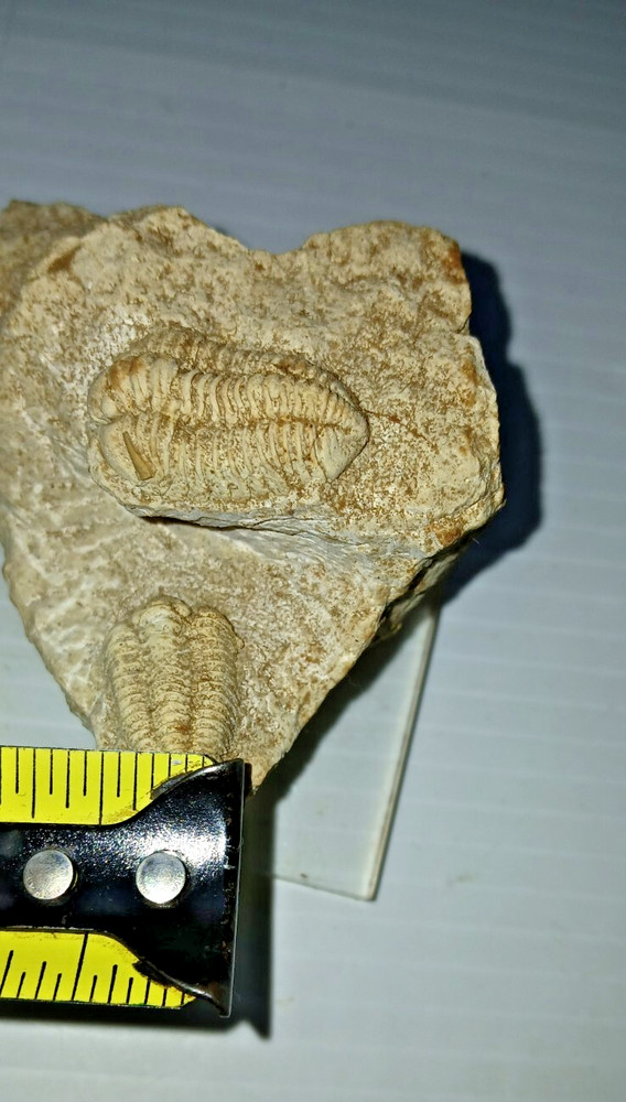 2 Trilobite Fossil