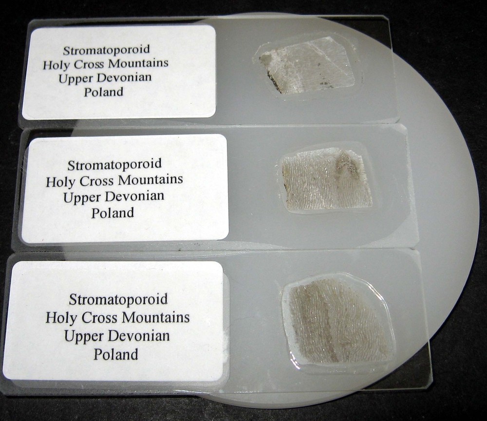 Ordovician Devonian stromatopora stromatoporoid microscope thin sections 5 types