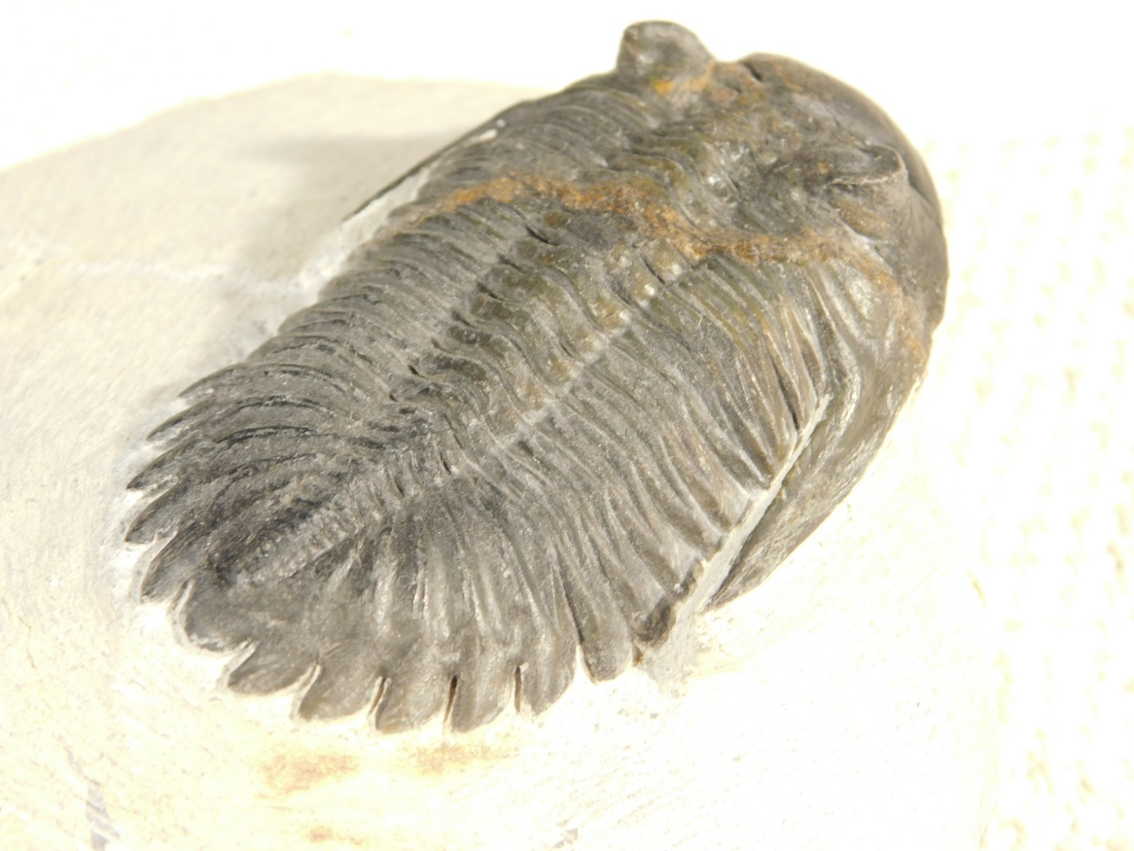 LARGER! Hollardops TRILOBITE Fossil Nice and 100% Natural Morocco 289gr
