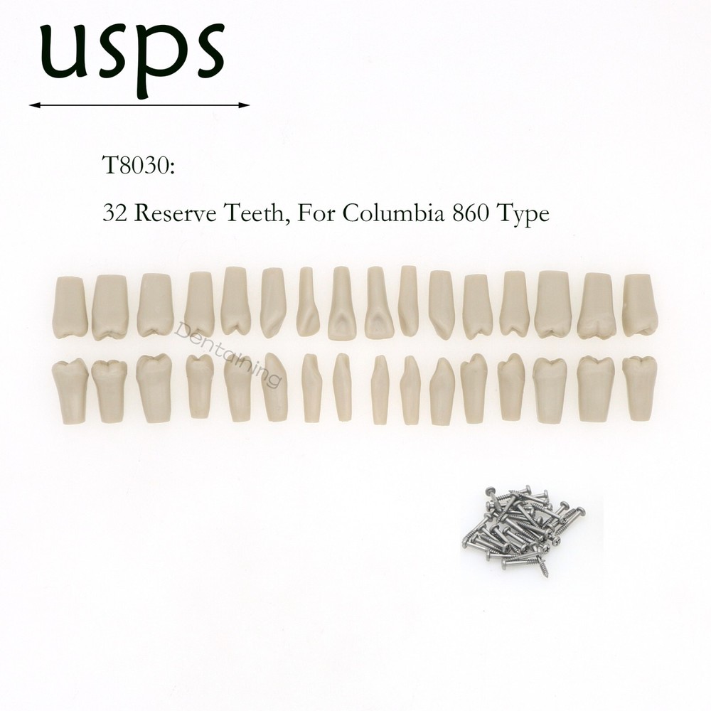 US Columbia Dentoform 860 Dental Study Model 32 Replace Teeth Mounting Pole
