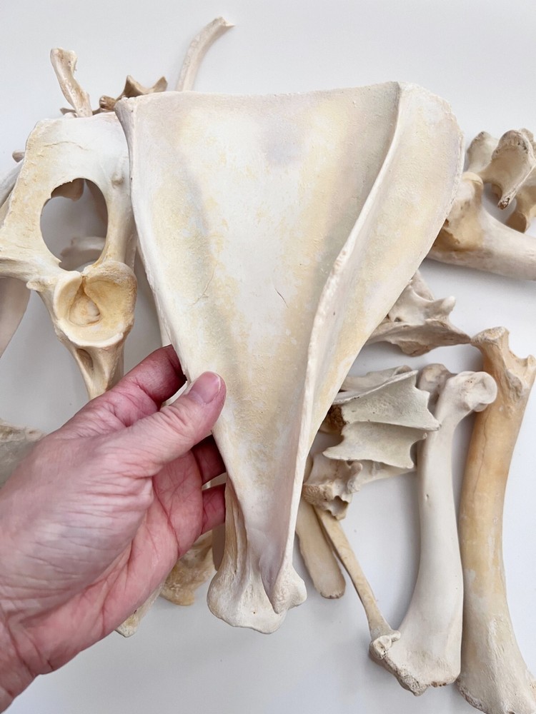 1 Pound Box Assorted Wild Boar Bones 1" - 8" For Bone Crafts