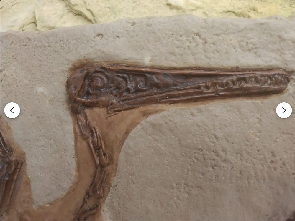 Fossil Dinosaur Pterodactyl in Solnhofen Limestone Specimen - Replica