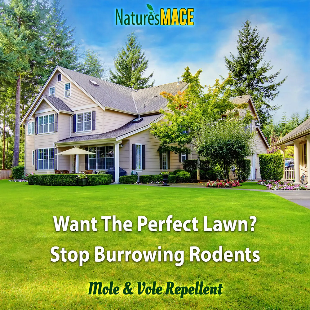 Nature's MACE 100% Pure Castor Oil Mole and Vole Deterrent