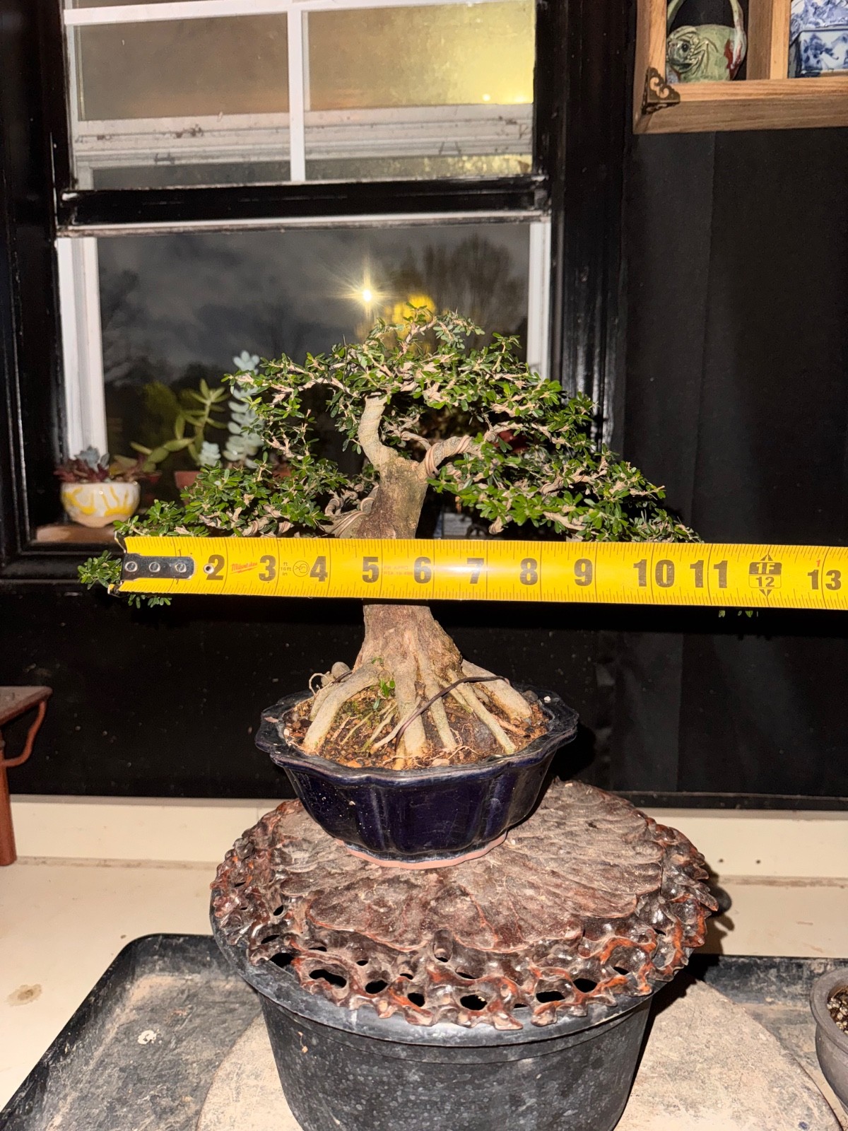 Desmodium, Vietnamese Blue Bell. Flowers Bonsai, Fragrant.