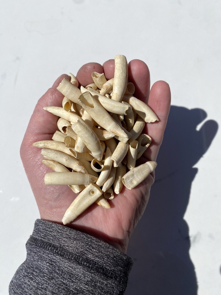 Medium Florida Alligator Tooth