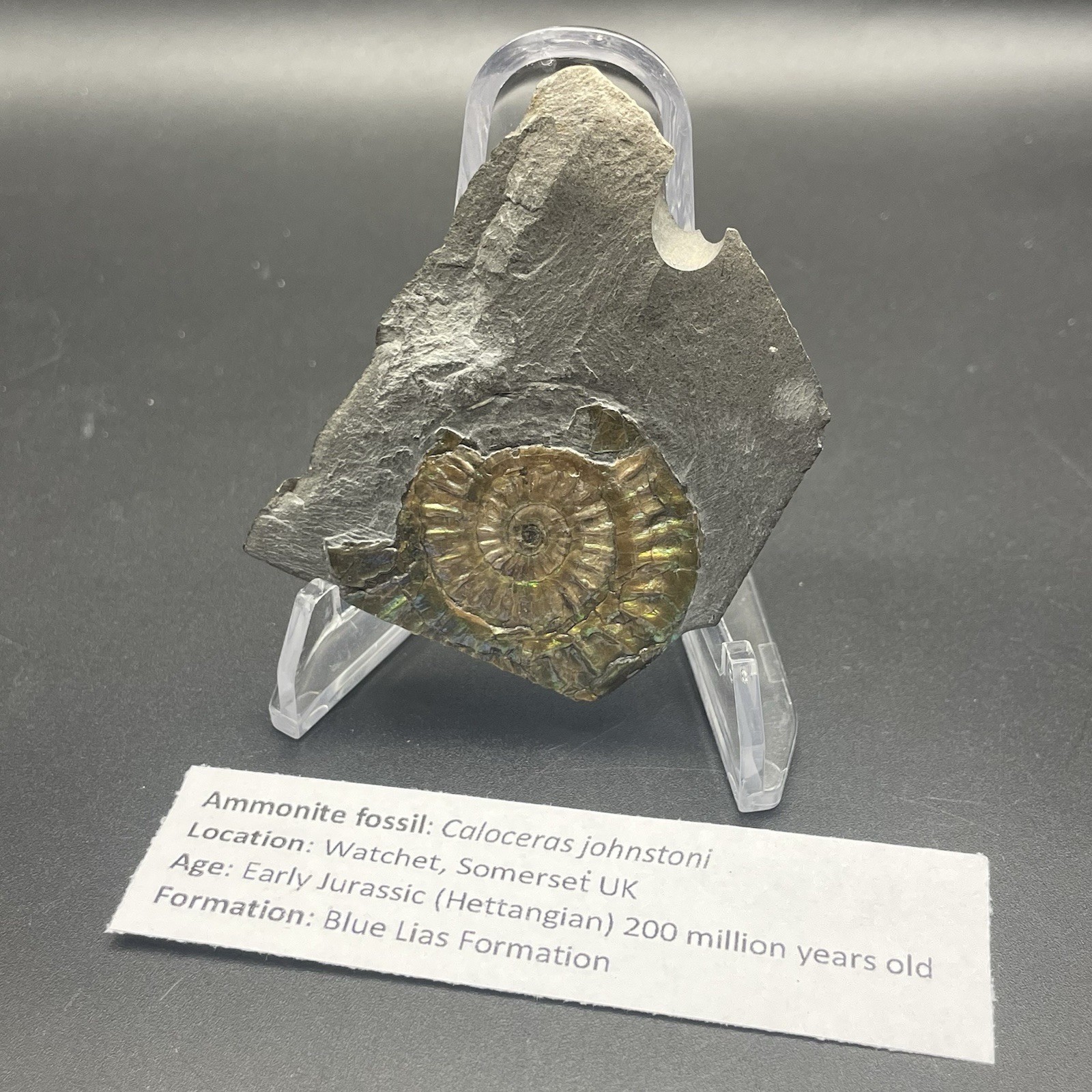 Ammonite Fossil Somerset UK Collector Quality Beautiful Green