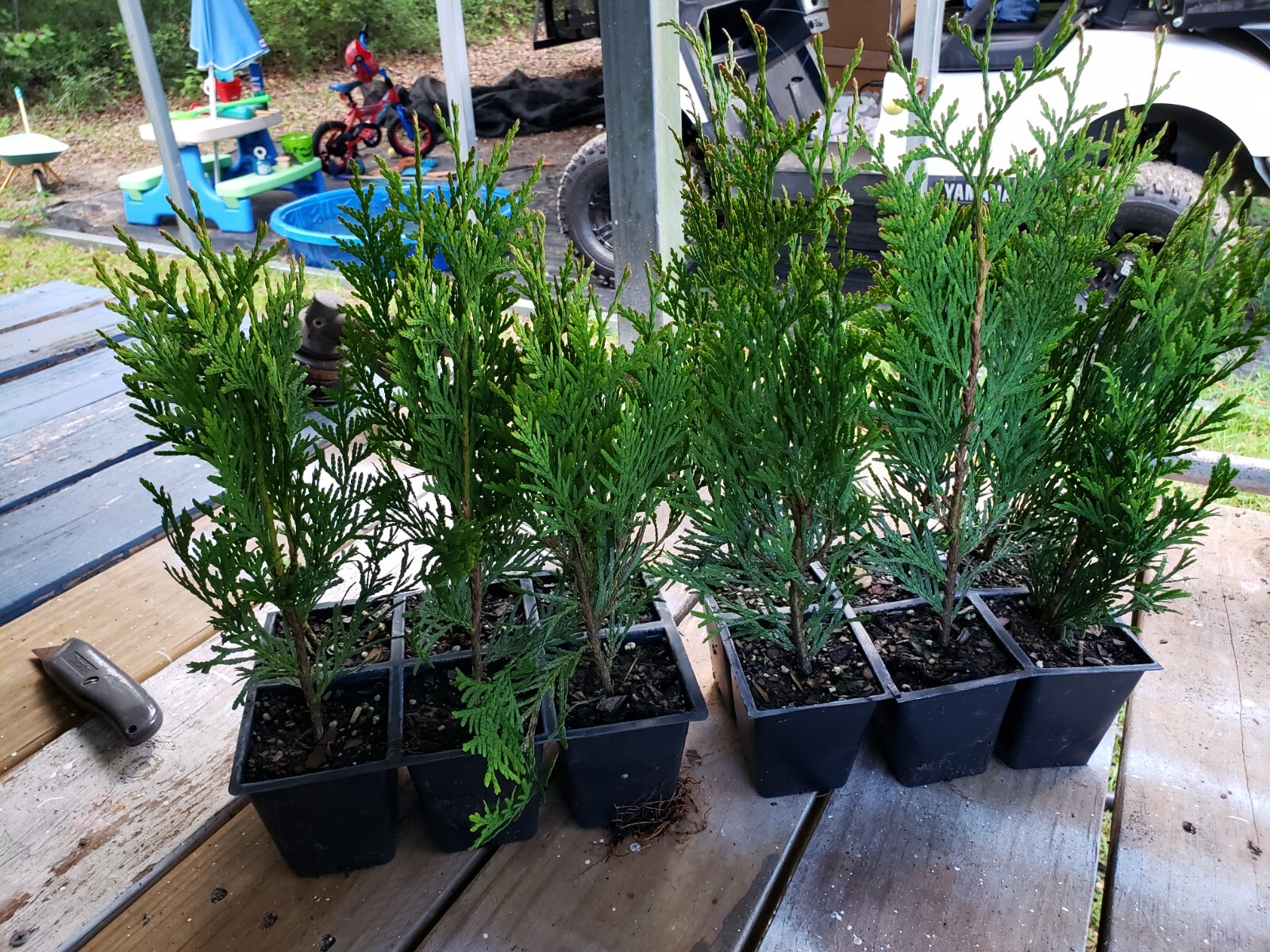 Green Giant Arborvitae, fast growing, privacy, five to 50 plants, FREE shipping