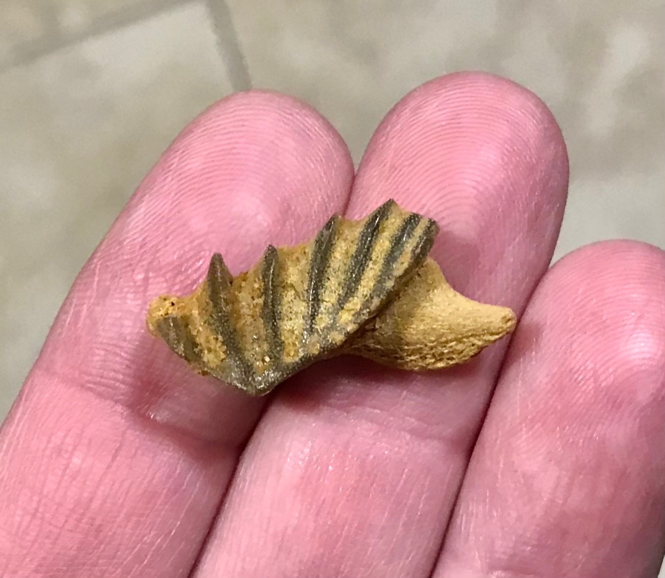 GRAND & AWESOMELY RARE LUNGFISH TOOTH PLATE W PARTIAL JAW ATTACHED FOSSIL
