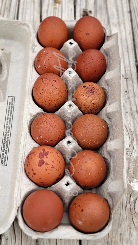 🥚🤎 Speckled Black Copper Marans Hatching Eggs – 1 dozen 🤎🥚