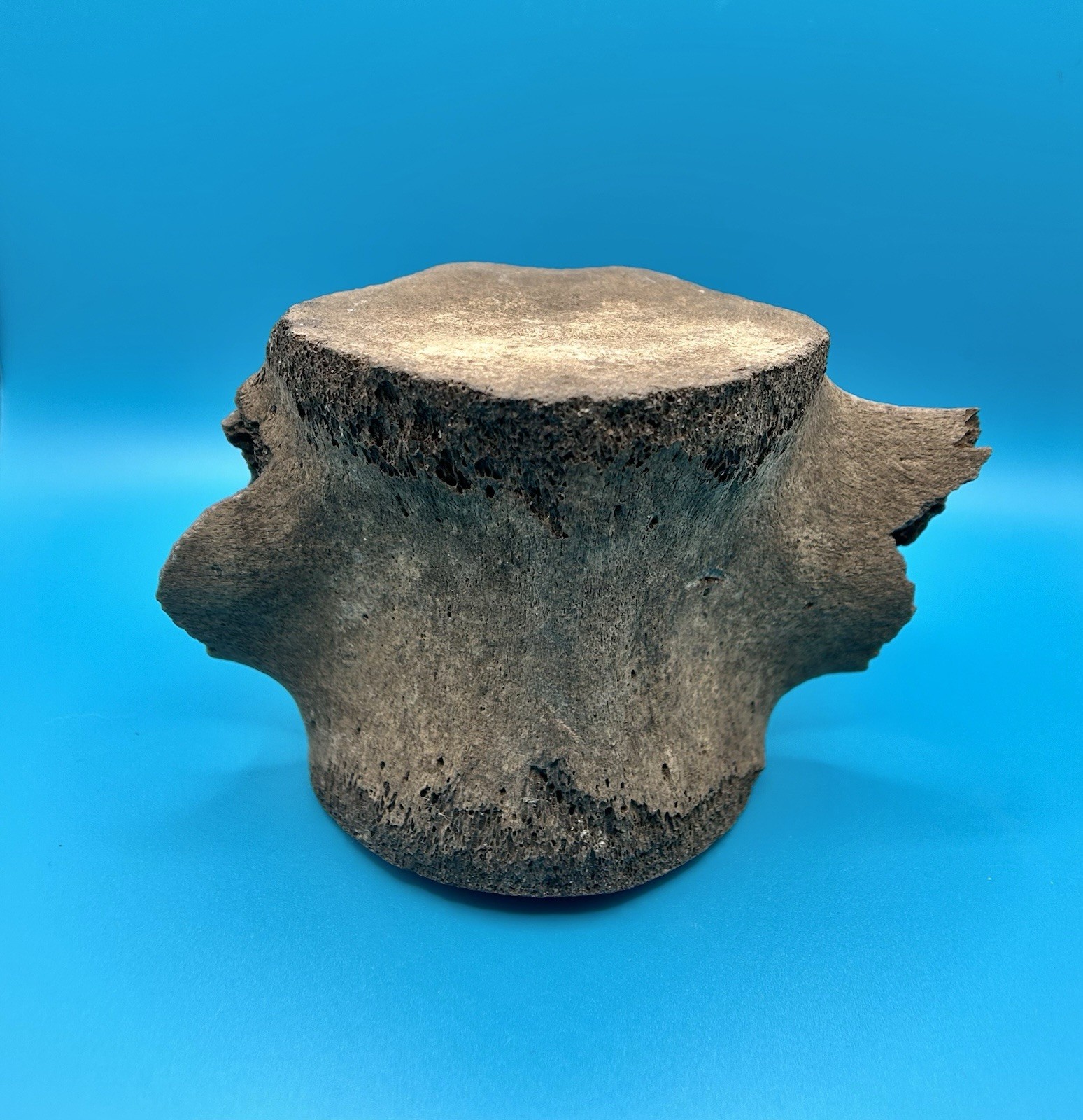 Fossil Cetacean Vertebra – Whale or Dolphin – Peace River, Florida